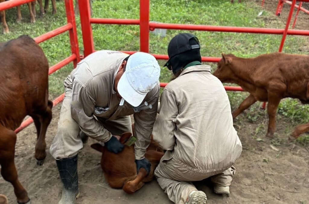 Gusano barrenador suma cinco casos en Durango; detectan contagios en Pánuco y Súchil