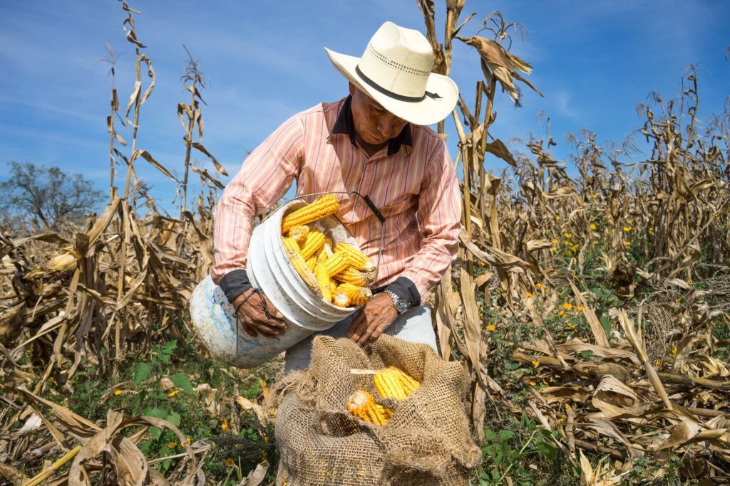 México liderará importaciones de maíz y elevará su demanda en 2035