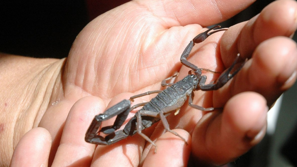 Alacranes en temporada de lluvias: cómo prevenir riesgos