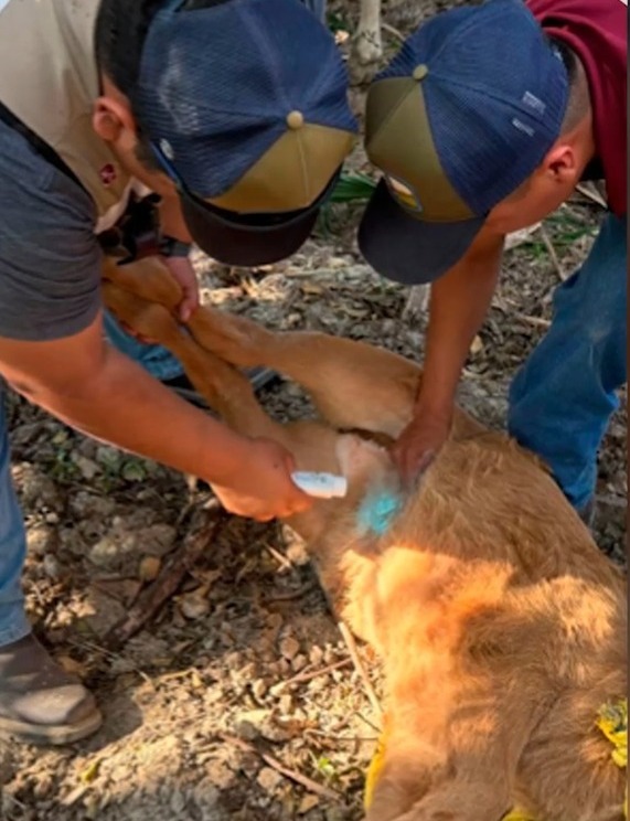 Confirman segundo caso de gusano barrenador en Durango