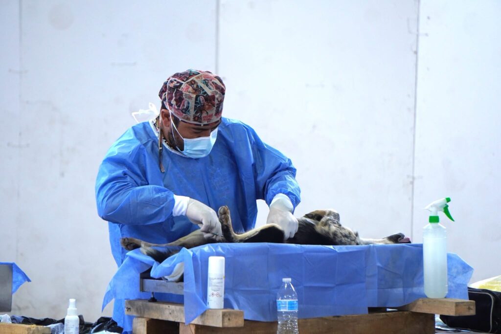 Exitosa campaña de esterilización animal