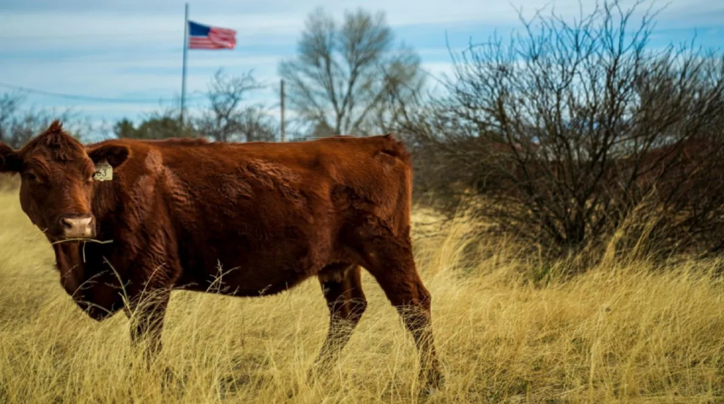 Texas declara emergencia sanitaria por reaparición del gusano barrenador