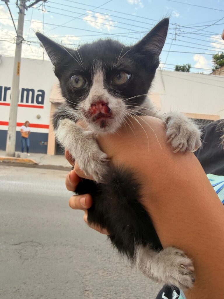 Momentos de angustia: Rescatan a gatito abandonado tras quedar atrapado en un poste en Durango