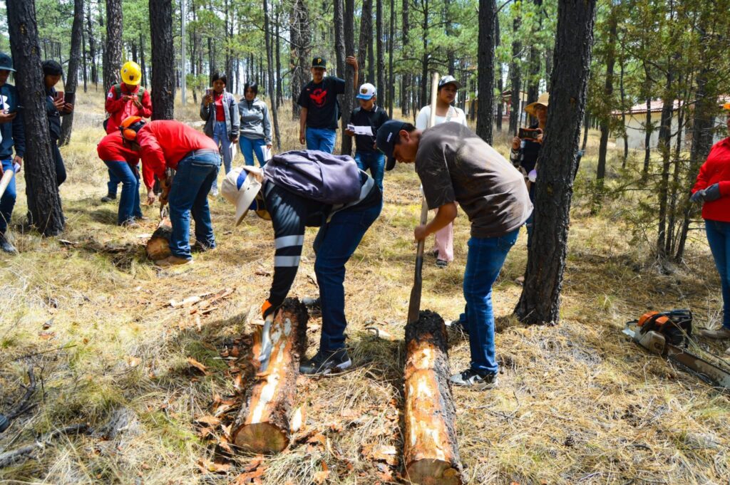 Plaga avanza en bosques de Durango; activan plan urgente de contingencia