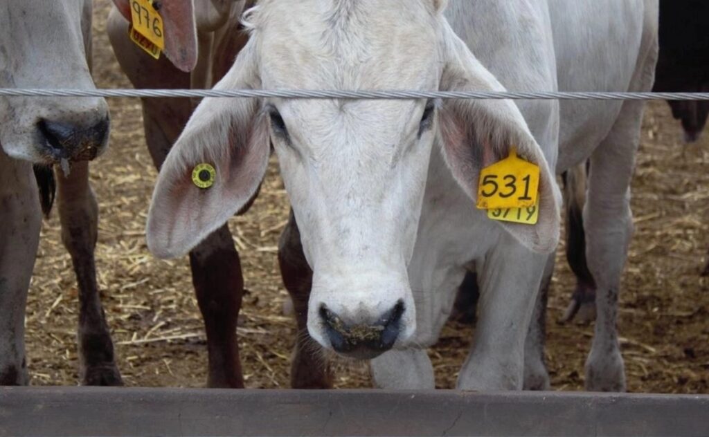 EU suspende exportación de ganado a México por casos de gusano barrenador