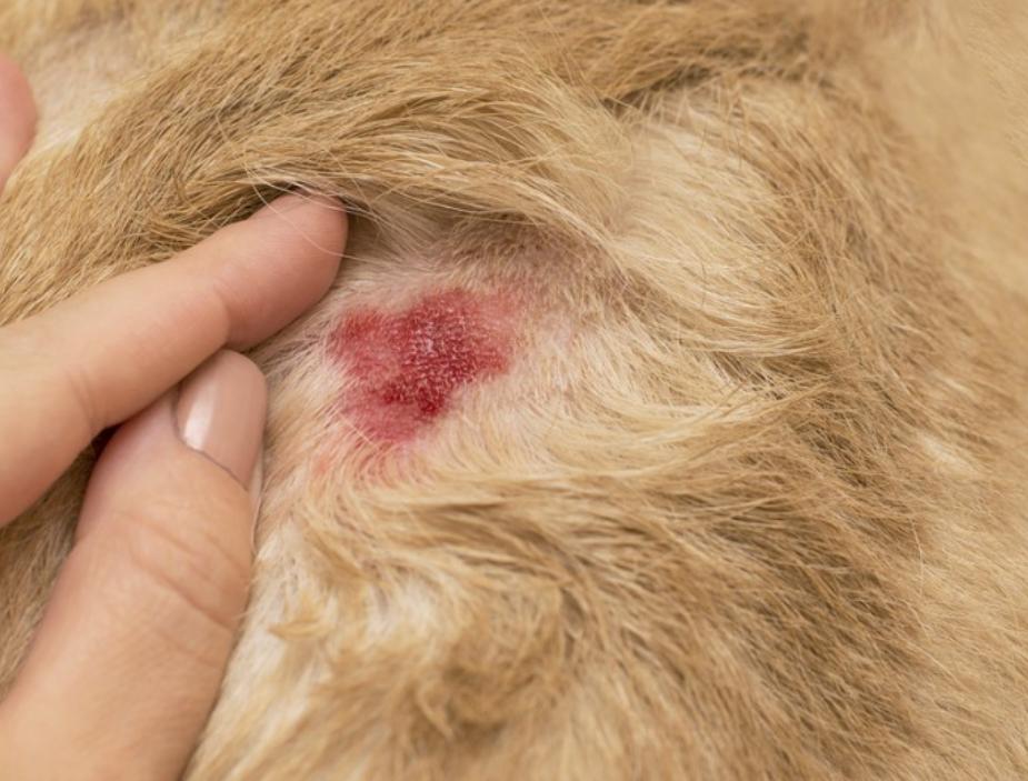 Llaman a atender heridas para prevenir el gusano barrenador