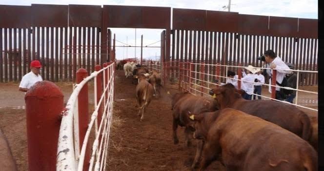 Gusano barrenador en EEUU, nuevos retos para productores de Durango