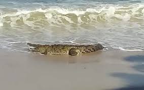Turista muere tras ser atacado por un cocodrilo en playa de Puerto Vallarta