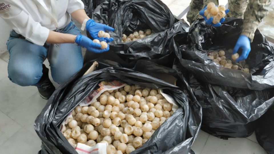 Profepa asegura más de 11 mil huevos de tortuga golfina en Colima