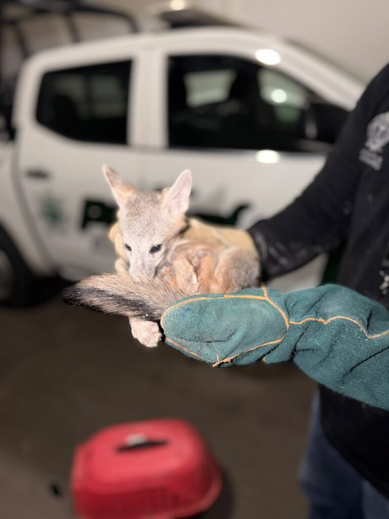 Un cachorro de zorro fue rescatado en La Campana y trasladado al Zoológico Sahuatoba
