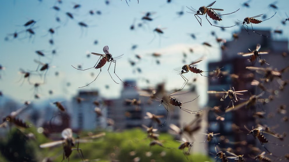 Dengue en México: Cuáles son sus síntomas y cómo se contagia