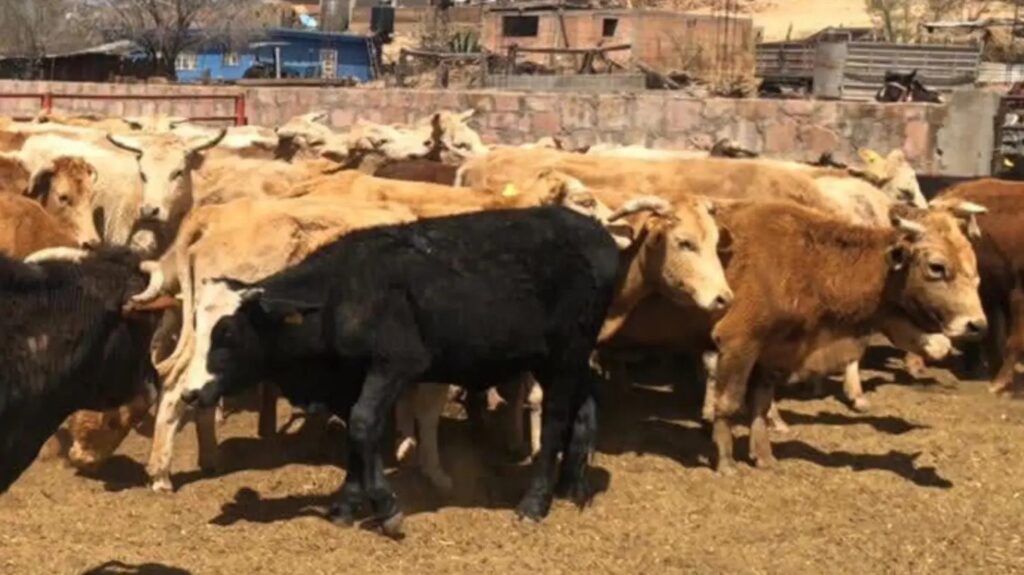¡Prevención! Nuevo Ideal refuerza medidas contra el gusano barrenador