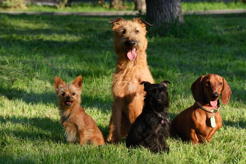 ¿Tu perro tiene más edad de la que crees? La ciencia revela cómo calcular sus años reales