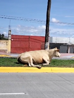 Persisten animales de traspatio en camellones de la salida a Mazatlán