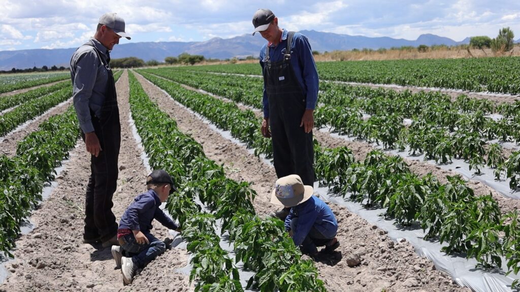 Menos agua, más tecnología: la apuesta de los hermanos Hildebrand