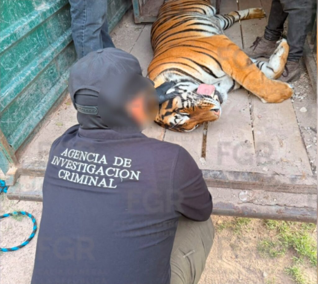 Zoológico privado aseguran en Durango la Defensa, FGR y GN