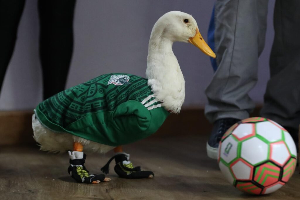 IMPI confirma que la marca del Pato Merlín es de su familia