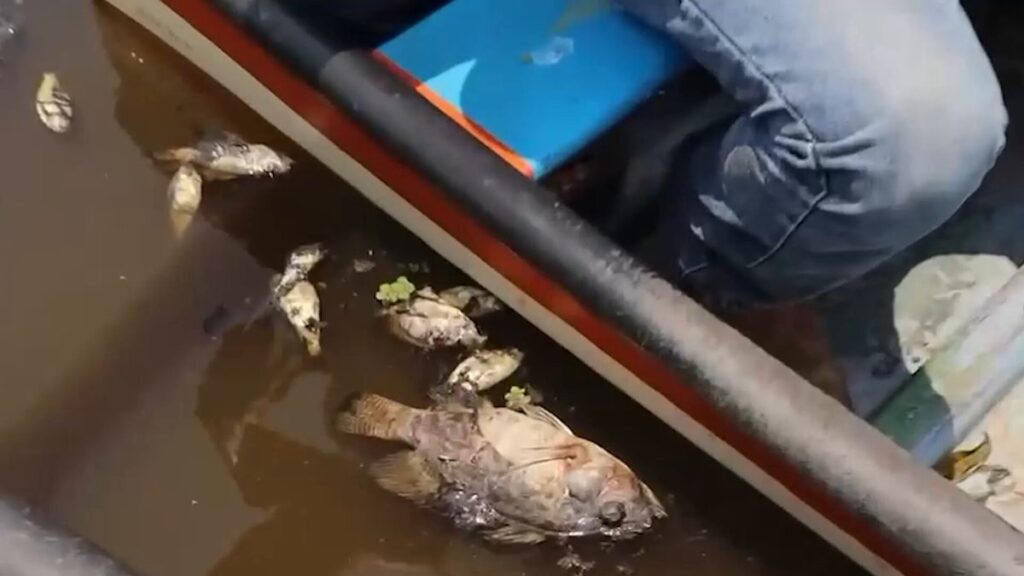 Investigan muerte masiva de peces en el río Limón de Veracruz