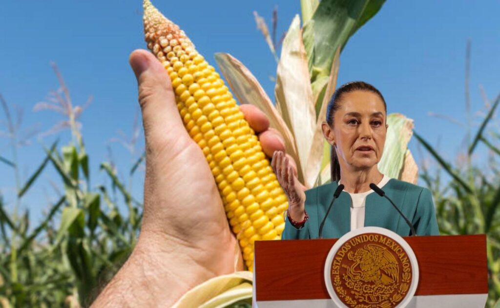 Sheinbaum impulsa el maíz nativo para fortalecer la soberanía alimentaria