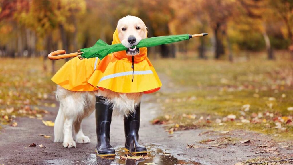Mascotas requieren cuidados especiales durante la temporada de lluvias