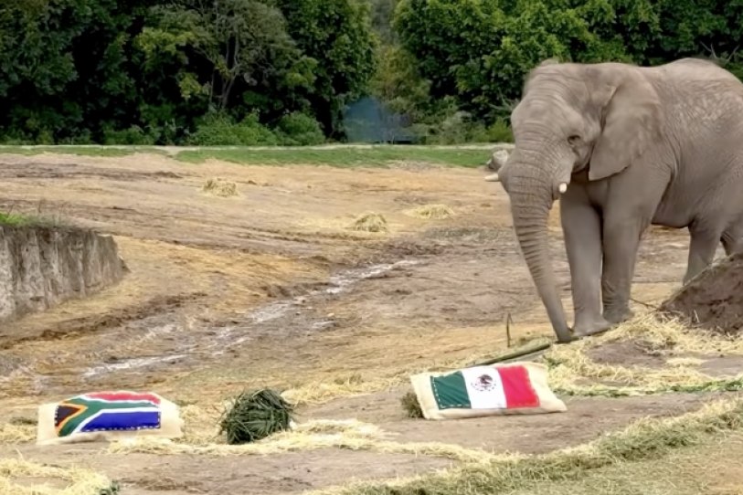 Mundial 2026: Elefante predice ganador del partido entre México y Sudáfrica E