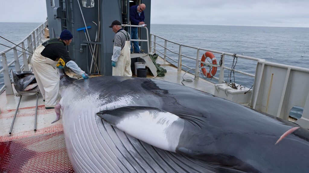 Islandia reanuda la caza comercial de ballenas tras dos años de pausa y desata protestas