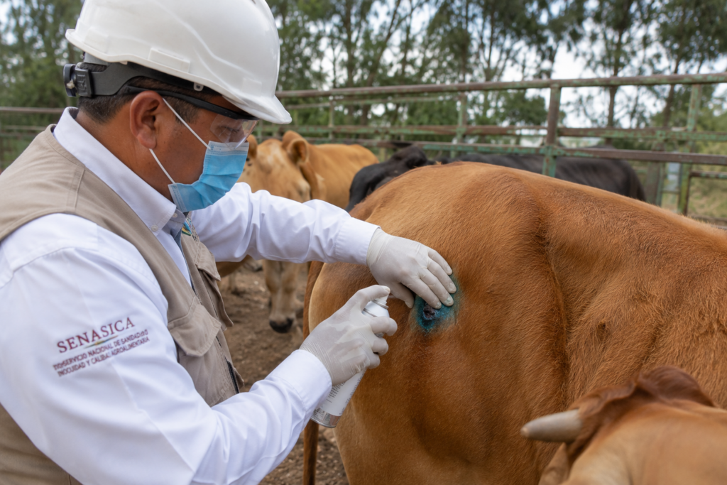 Rodeo refuerza vigilancia por gusano barrenador