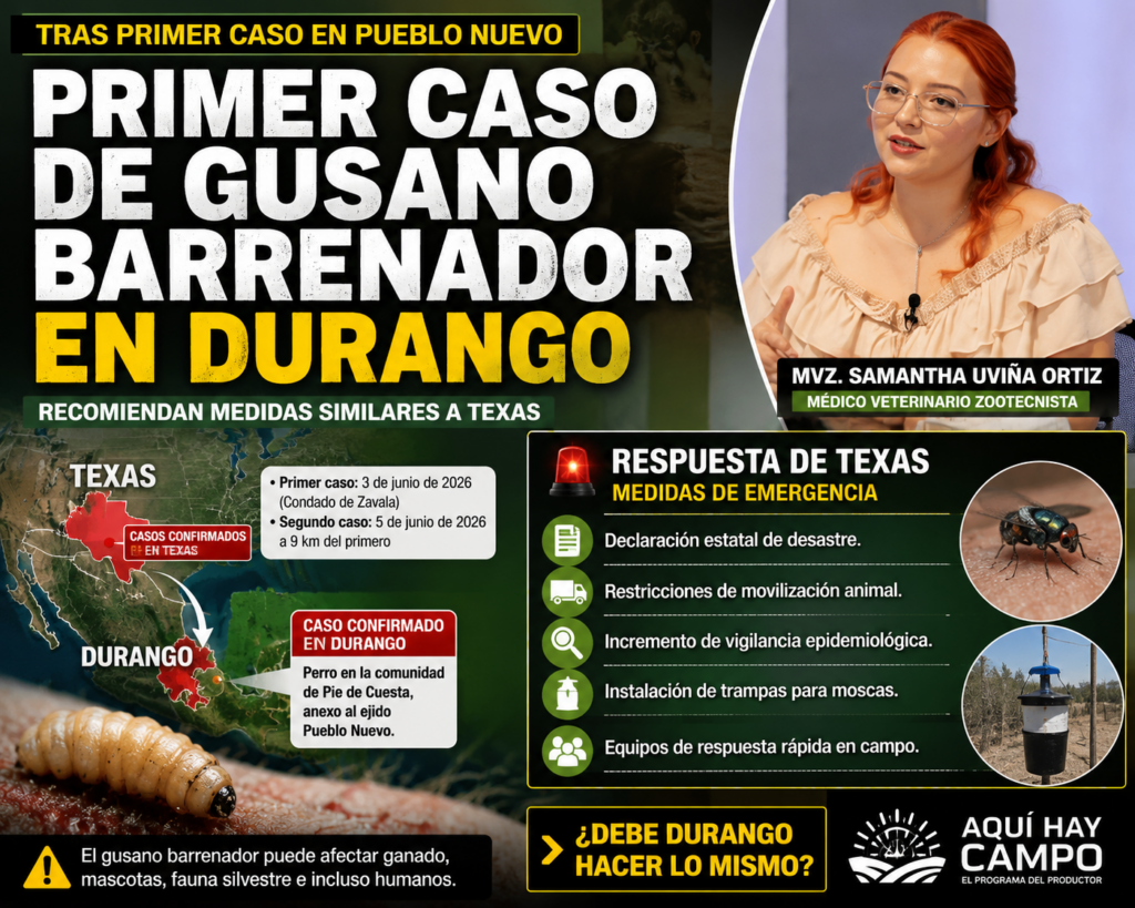 Tras primer caso, recomiendan emergencia por gusano barrenador en Durango, similar a Texas