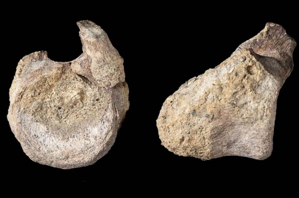 Fósil olvidado por 40 años resulta ser el primer hueso de dinosaurio encontrado en la Antártida