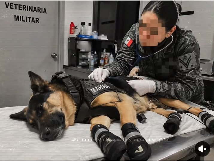 Perro rescatista Max vuelve a México tras lesionarse en Venezuela