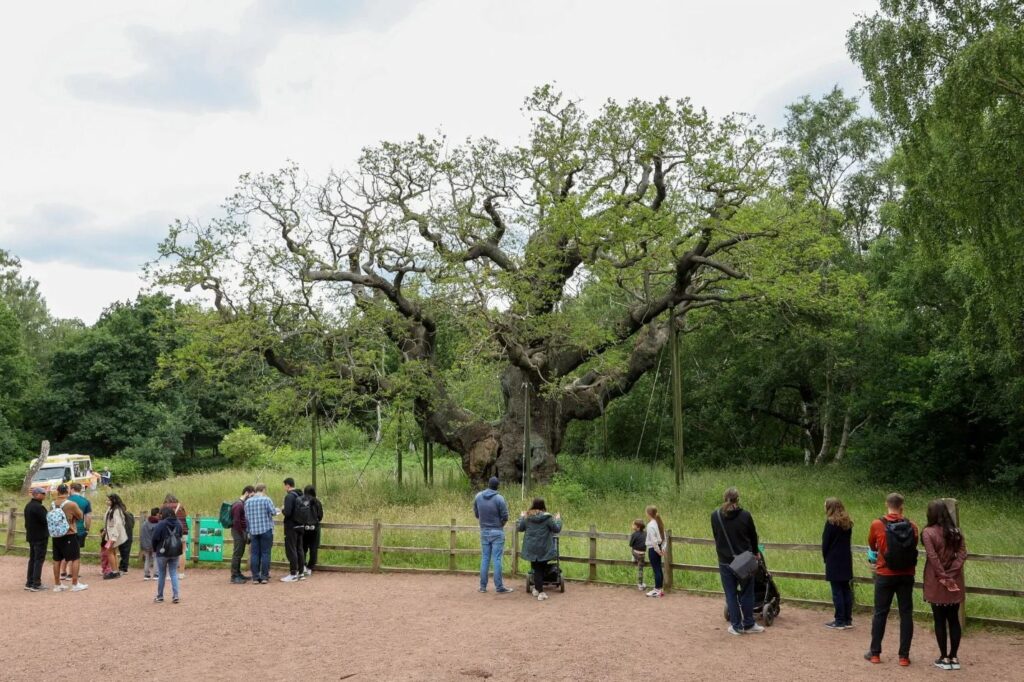 El legendario árbol de Robin Hood habría muerto tras 1,200 años de historia