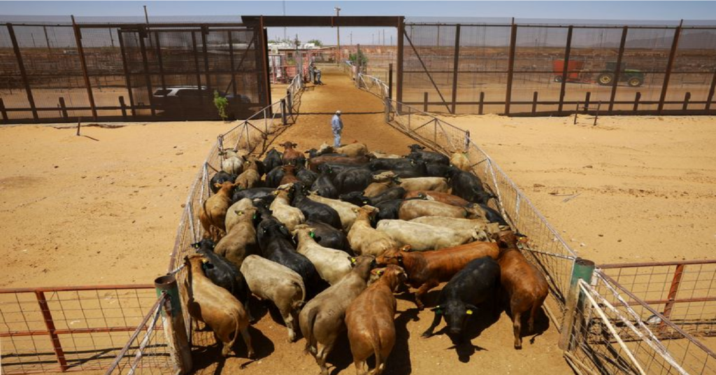 México cierra temporalmente frontera ganadera a EU por plaga