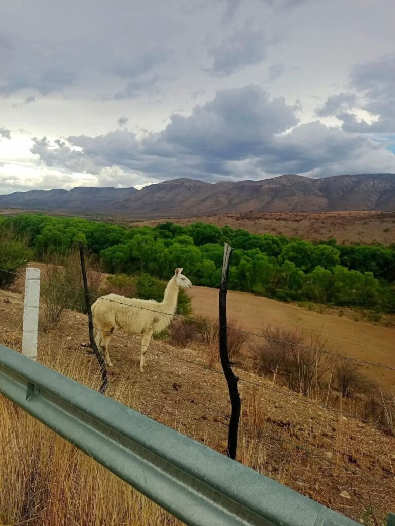 Llama sorprende a automovilistas en carretera de Balleza