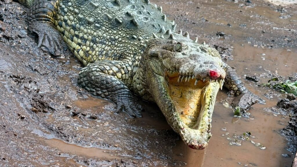 Resguarda Unidad de Rescate de Fauna Silvestre de Tlajomulco a cocodrilo capturado en Magdalena