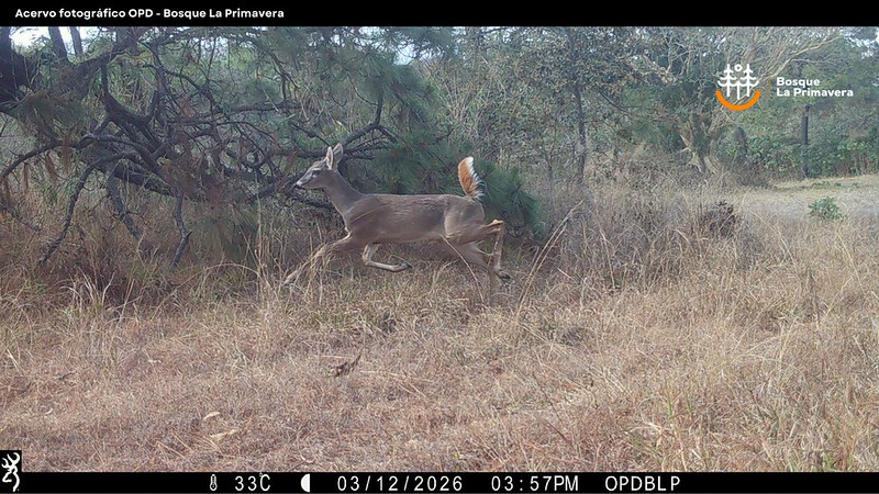 Monitoreo con cámaras trampa confirma riqueza biológica del Bosque La Primavera
