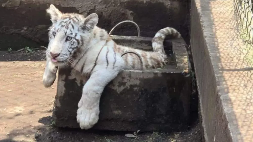 Profepa captura al tigre de Bengala fugado en Tepetlaoxtoc