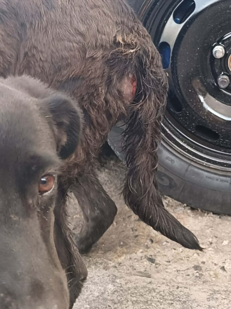 “La violan decenas de veces al día… y nadie escucha su dolor.”