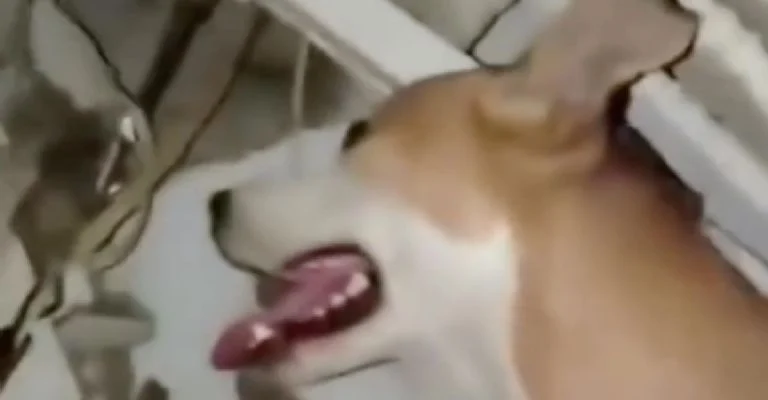 Perrito mantiene con vida a su dueño atrapado entre escombros en Venezuela