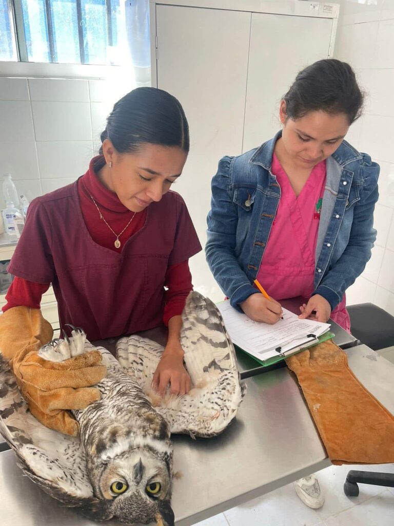 Mantiene Sahuatoba bajo resguardo ocho crías de fauna silvestre