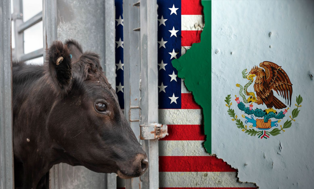 Estados Unidos levantará veto al ganado mexicano tras más de un año