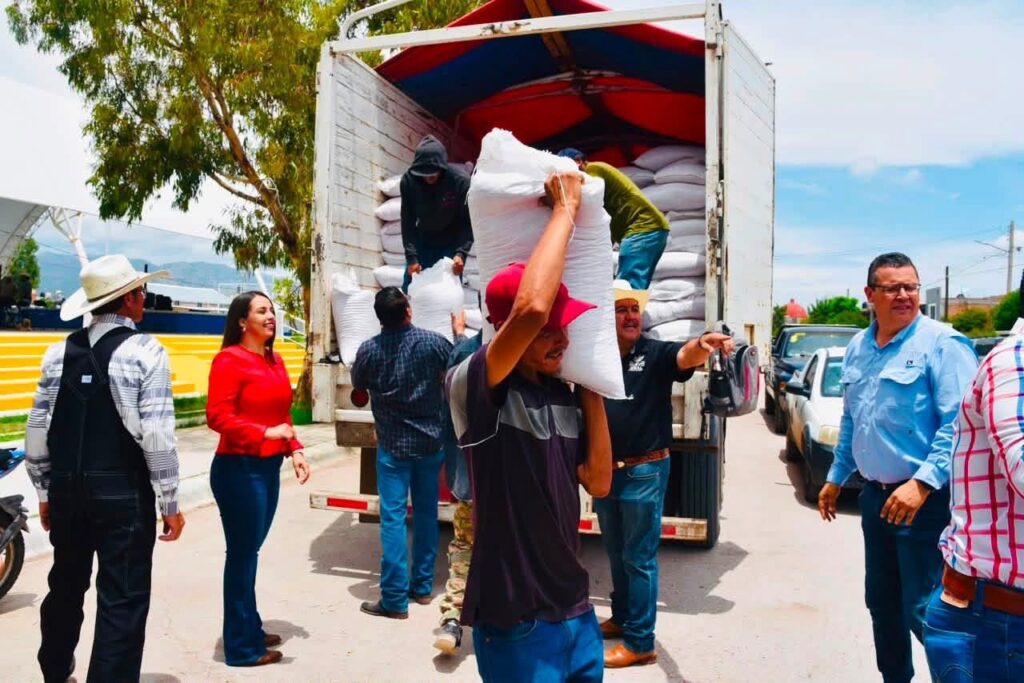 ¡Apoyo a productores! 50 toneladas de semilla de frijol en Nuevo Ideal
