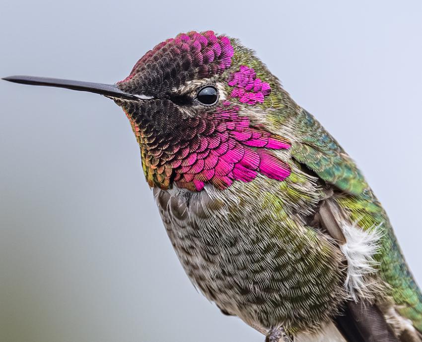 Registran por primera vez en Jalisco al colibrí cabeza roja, una especie habitual de Canadá y Estados Unidos