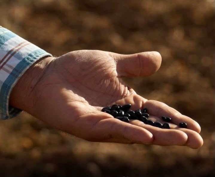 Apoyo a productores de Santiago con entrega de semilla certificada de frijol