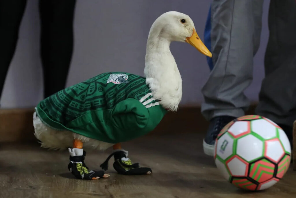 El Pato Merlín impulsa su marca registrada y crece su valor comercial