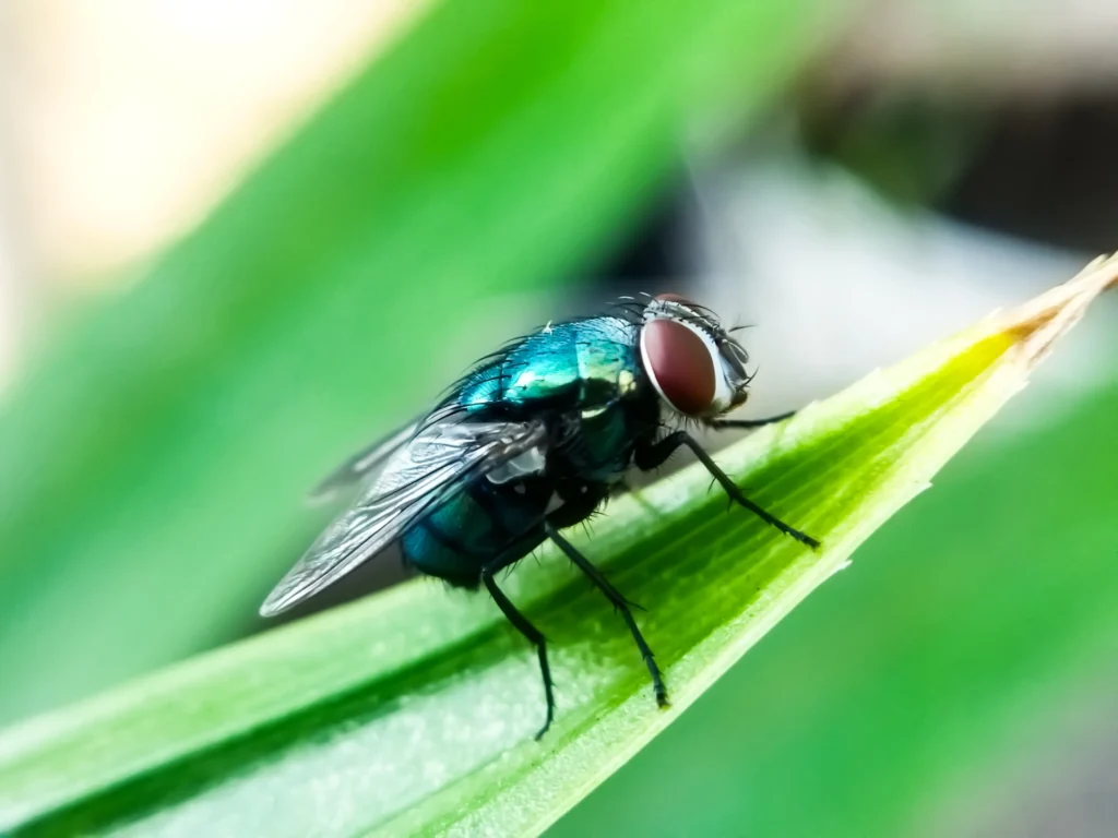 Plantas que repelen moscas y ayudan a proteger tu hogar naturalmente