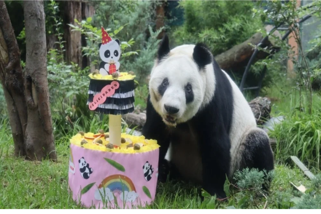 La última panda gigante de América Latina cumple 36 años
