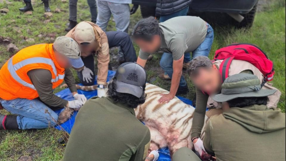 Profepa justifica muerte del tigre Kenzo; asegura que disparos salvaron la vida de veterinario