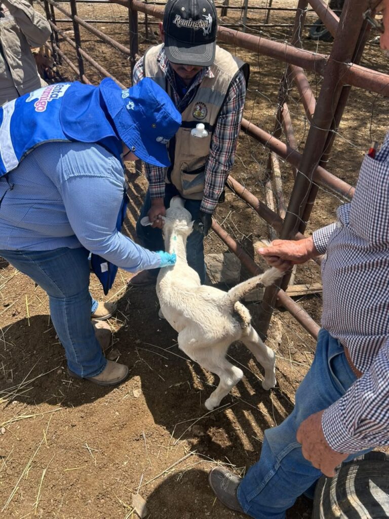 Realiza SDR intervención de saneamiento en predio donde se detectó caso de Gusano Barrenador del Ganado
