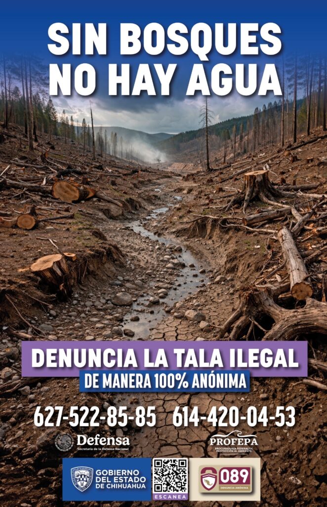 Arranca Estado con Campaña de Denuncia Anónima contra la Tala Ilegal 2026