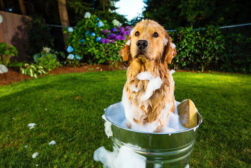 ¿Cada cuánto se debe bañar a un perro?